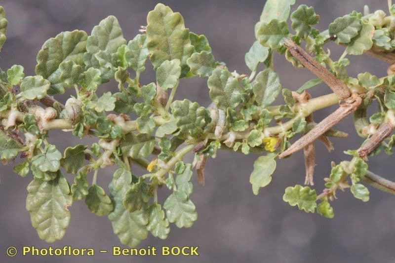 Corchorus 10