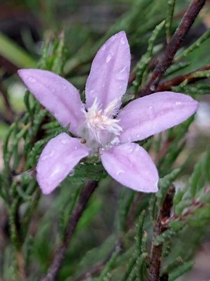 Philotheca
