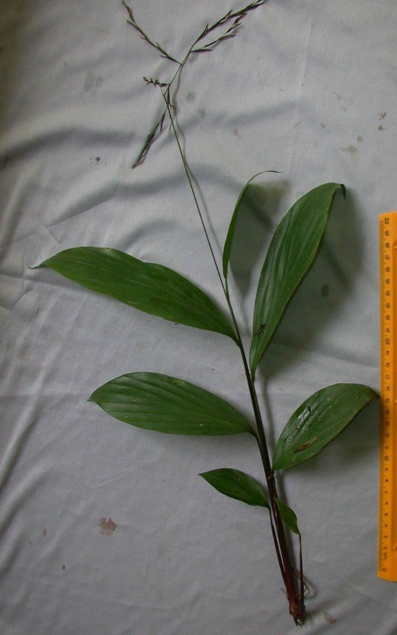 Pharus 24