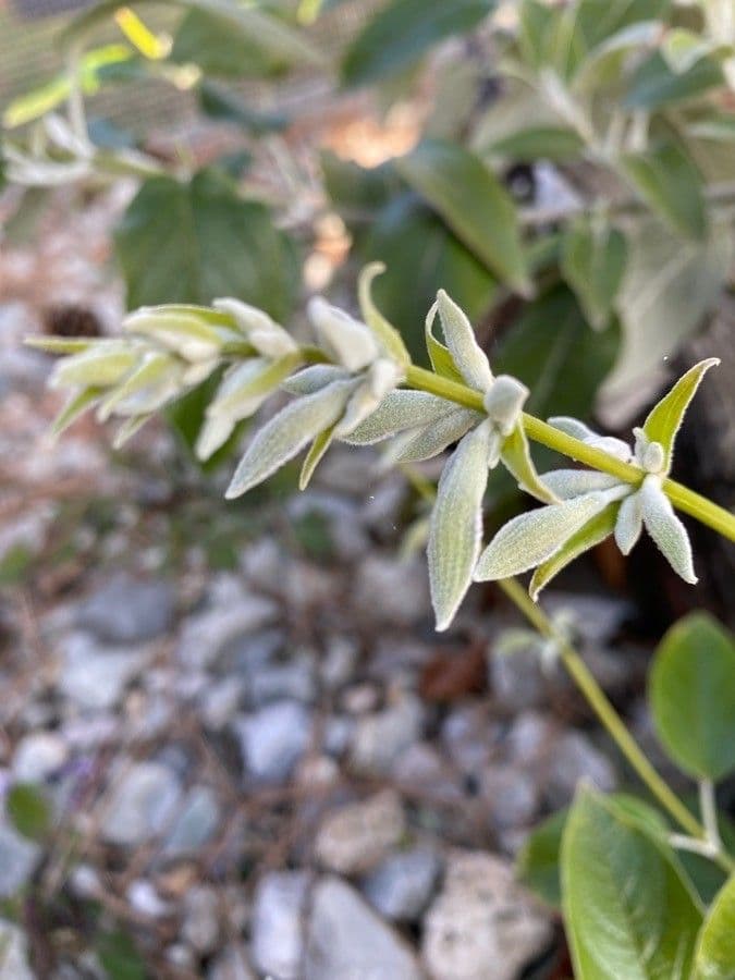 Salvia 16