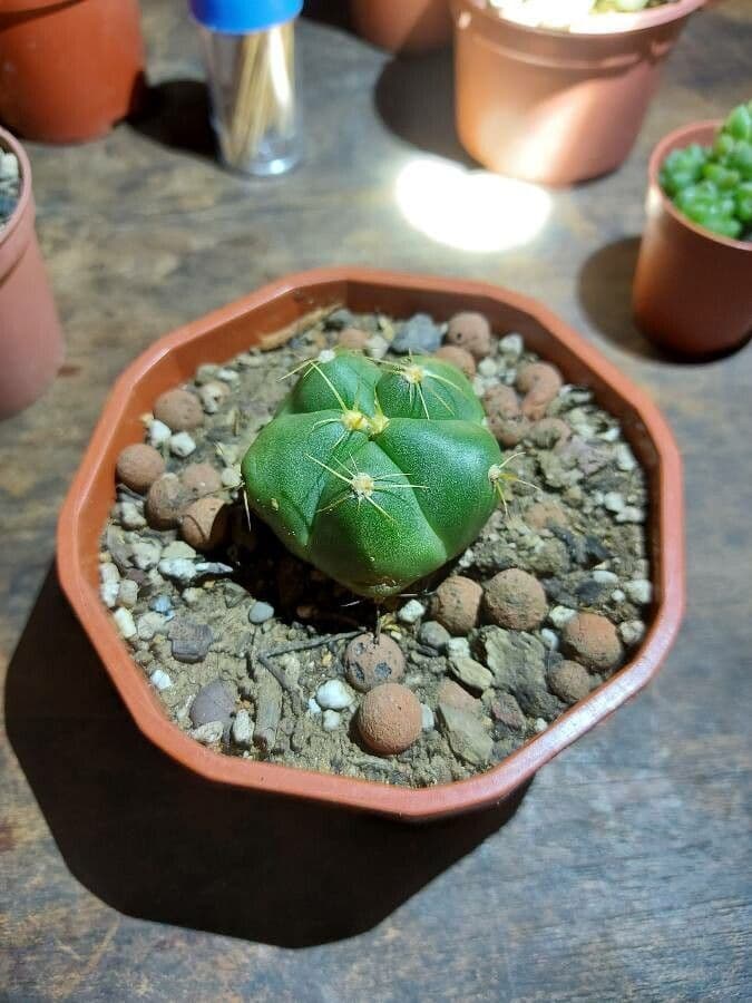 Cactus 9