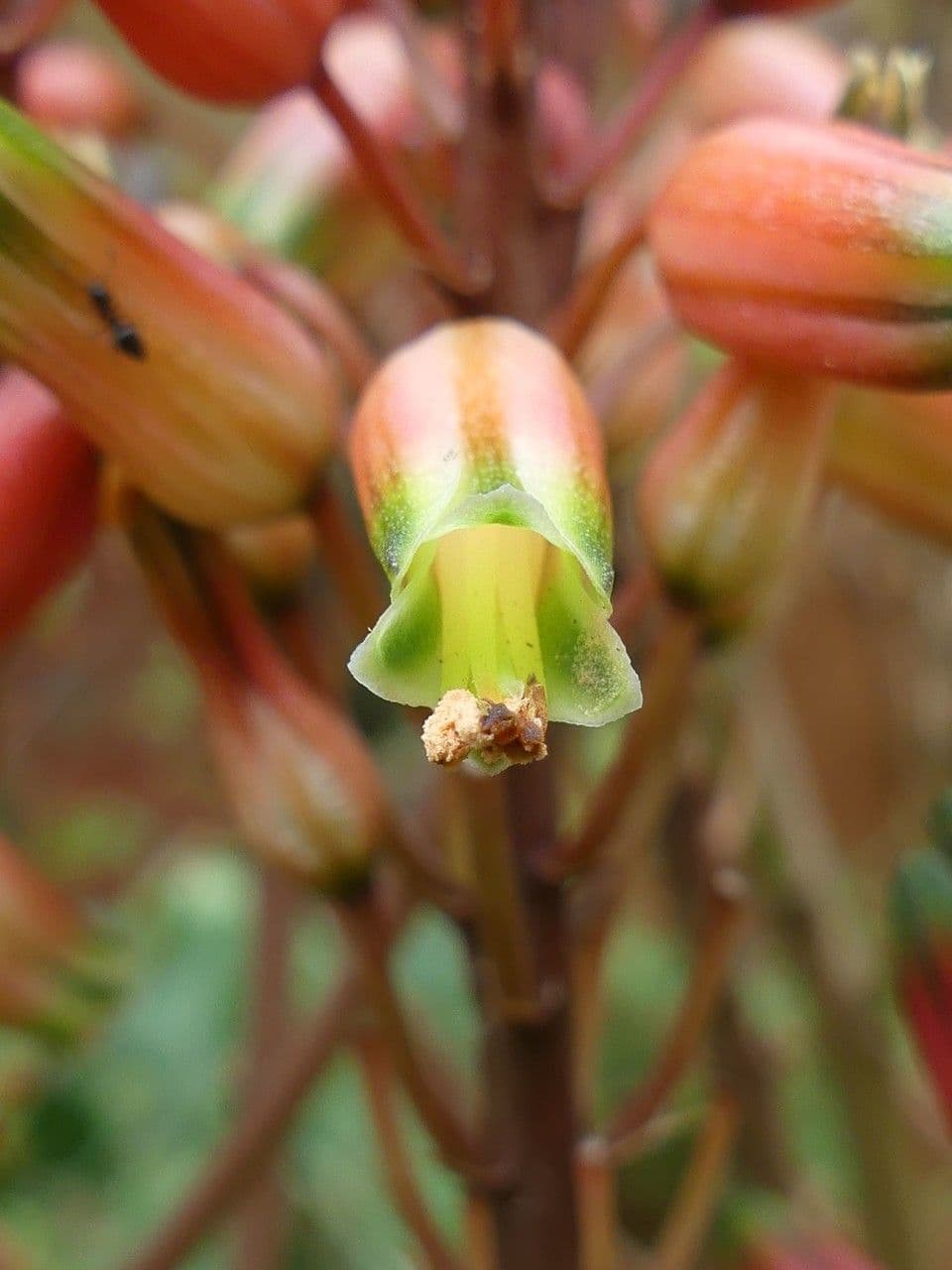 Aloe 4