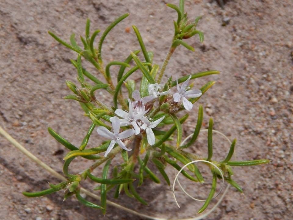 Ipomopsis trpasličia 4