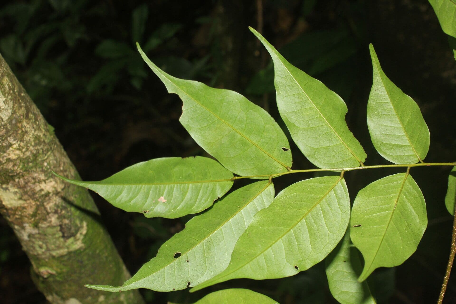 Dialium guianense 8
