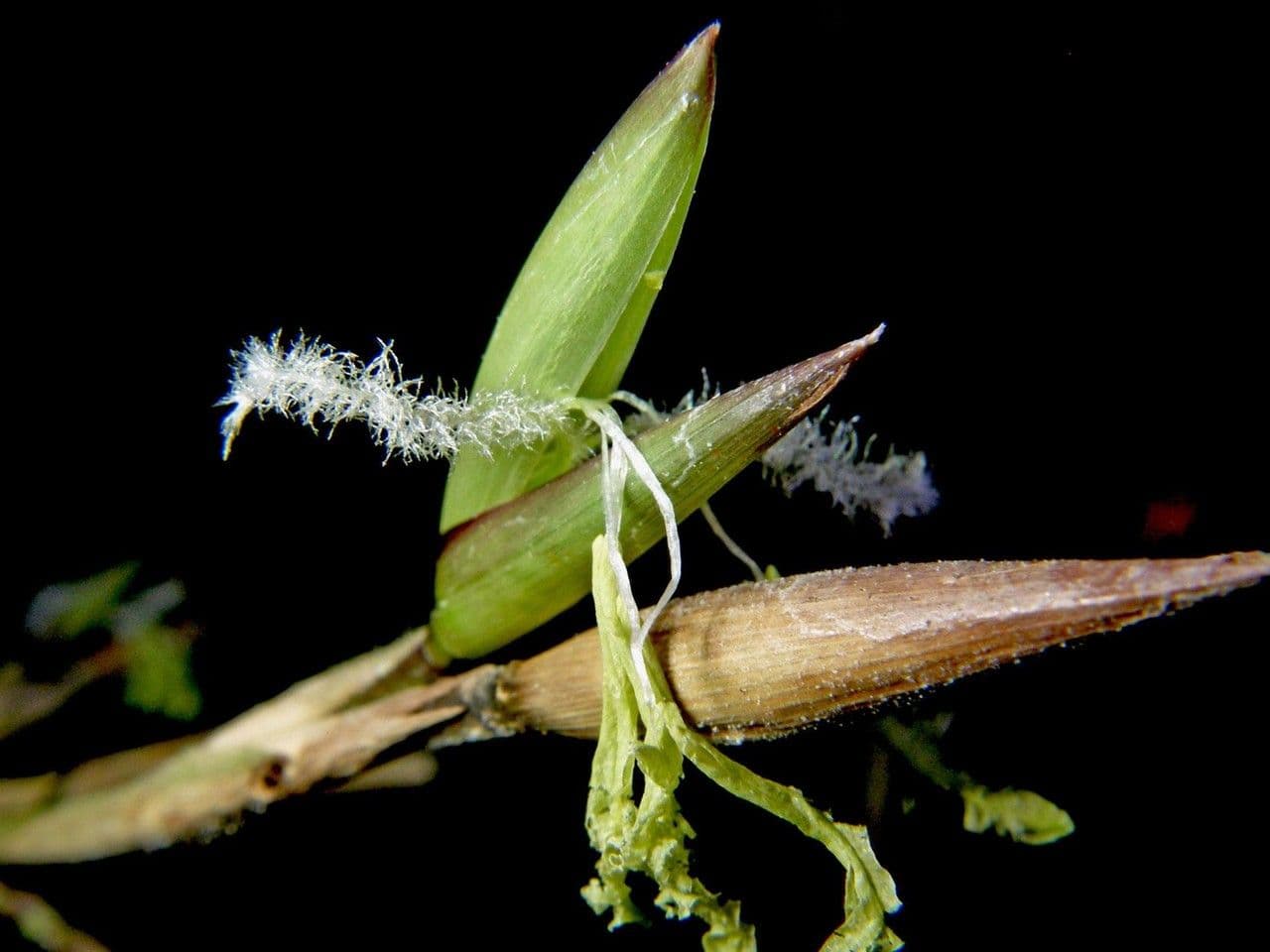 Elytrostachys 14