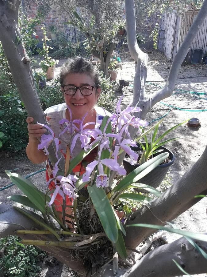 Loddiges-Cattleya 3