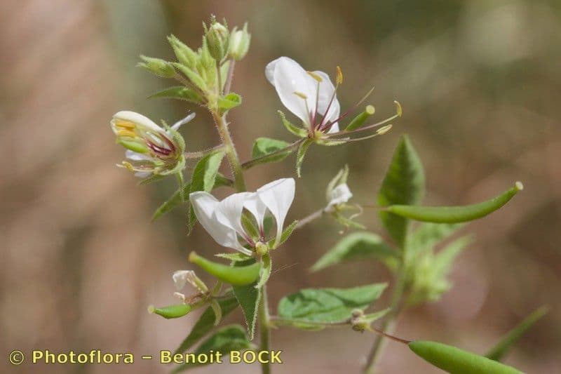 Fiore ragno spinoso 15