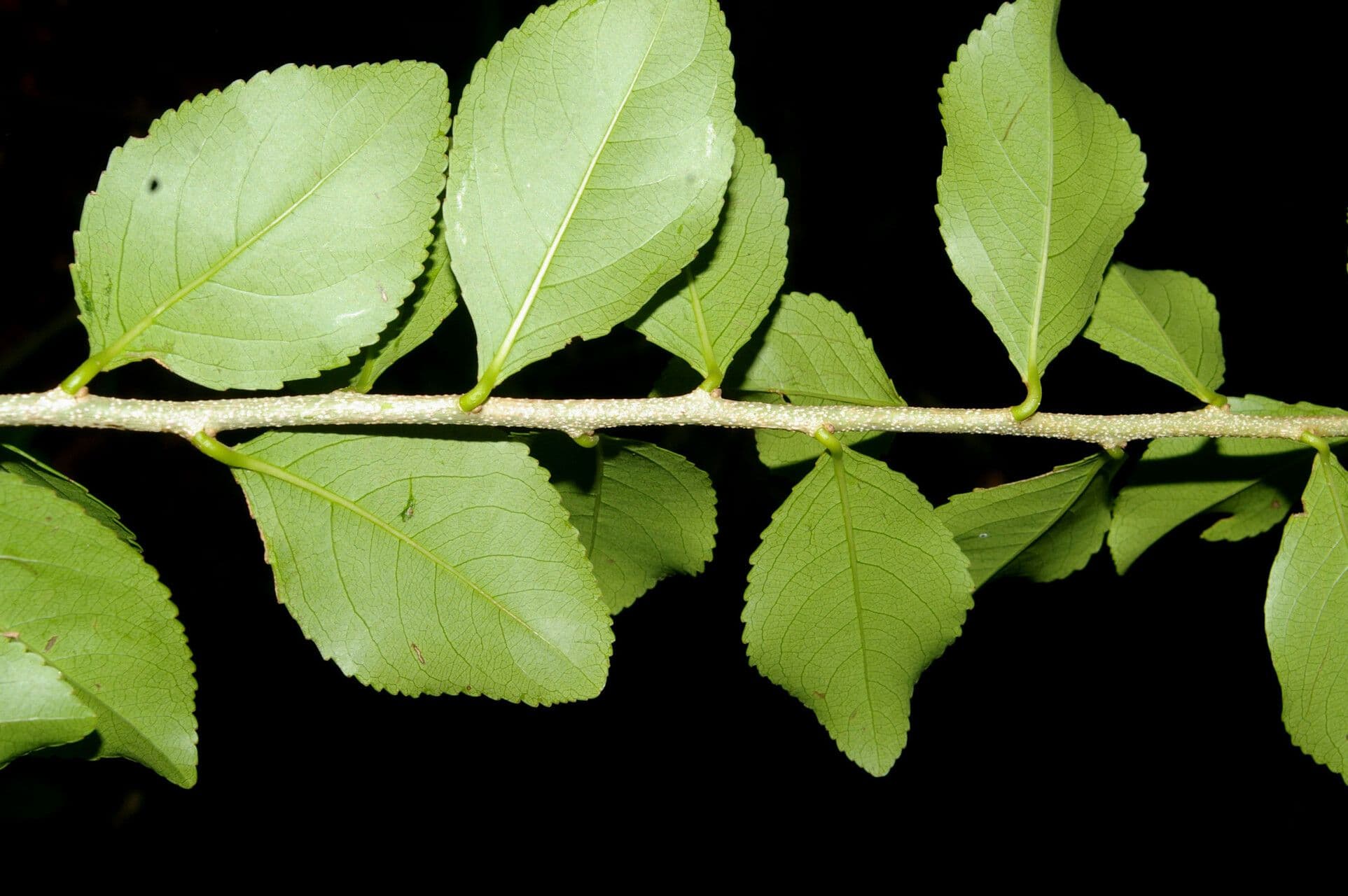 Bürstenholly 4