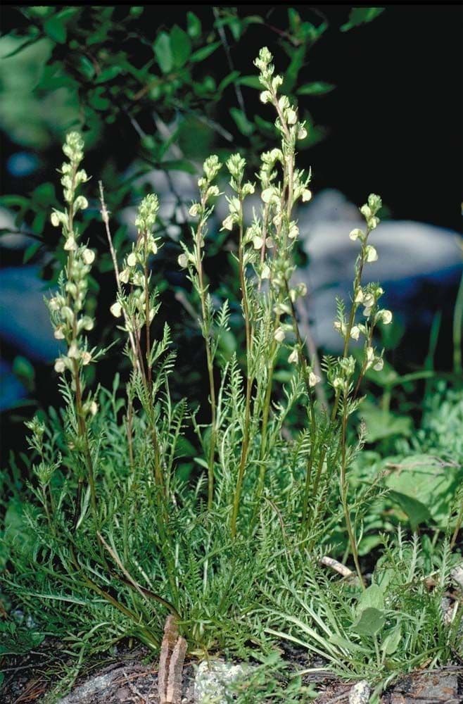 Pedicularia 10