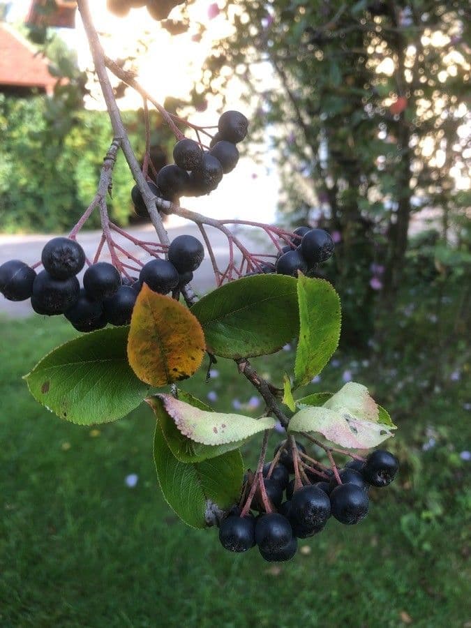 Aronia nera 3