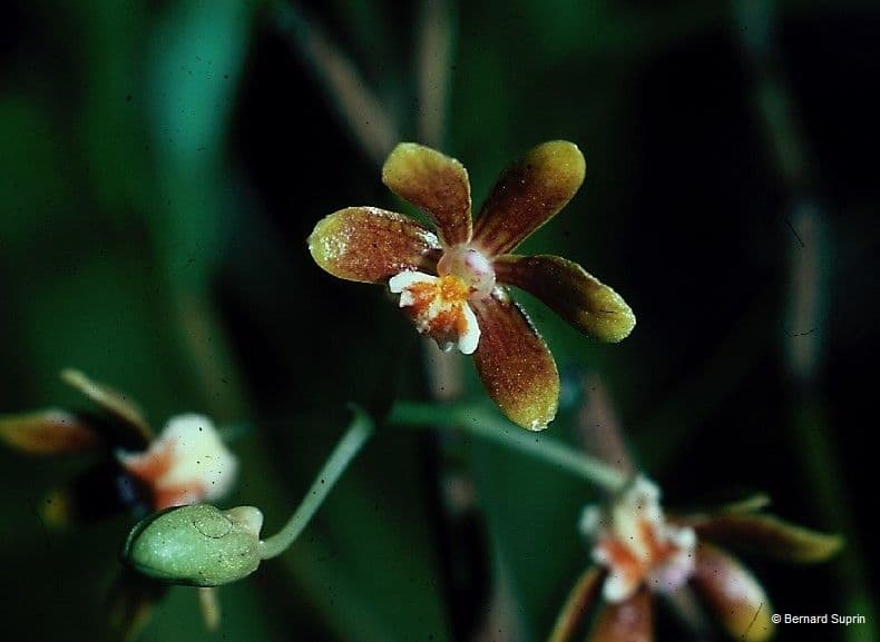 Dendrobium 2
