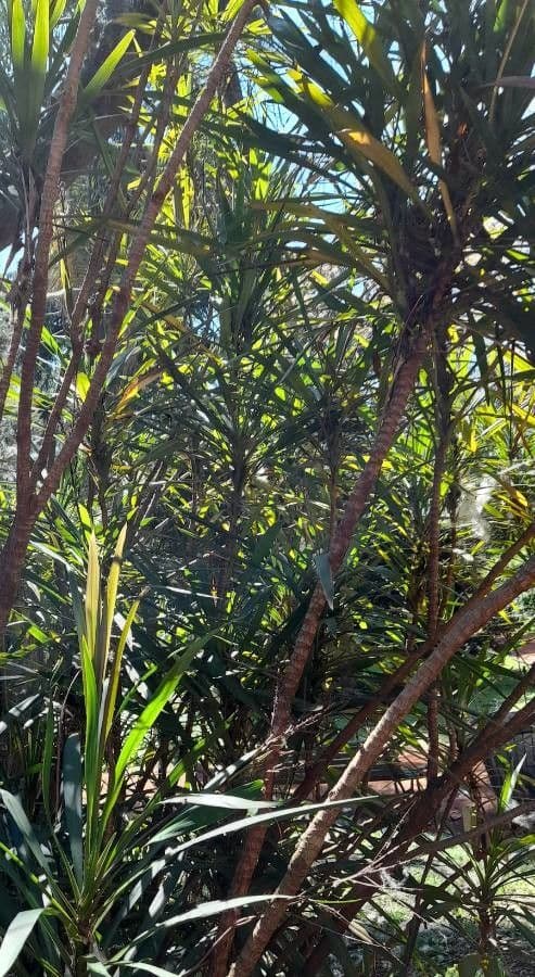 Cordyline