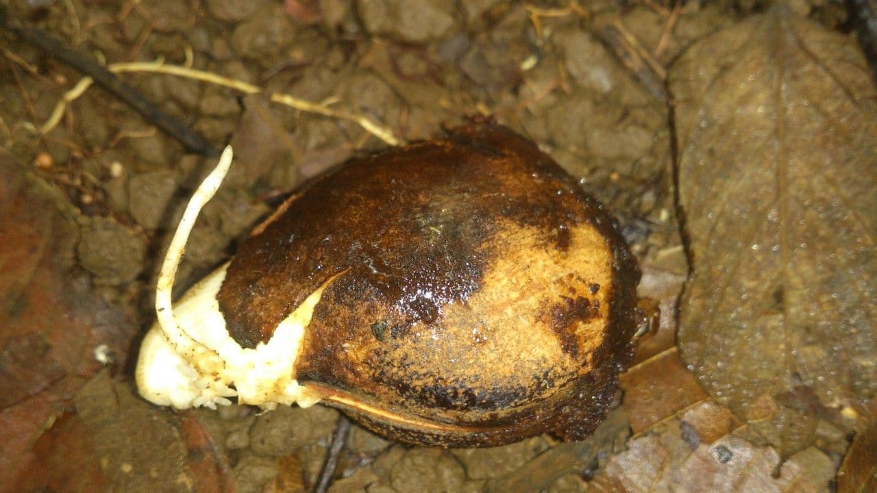 Macropsychanthus 2