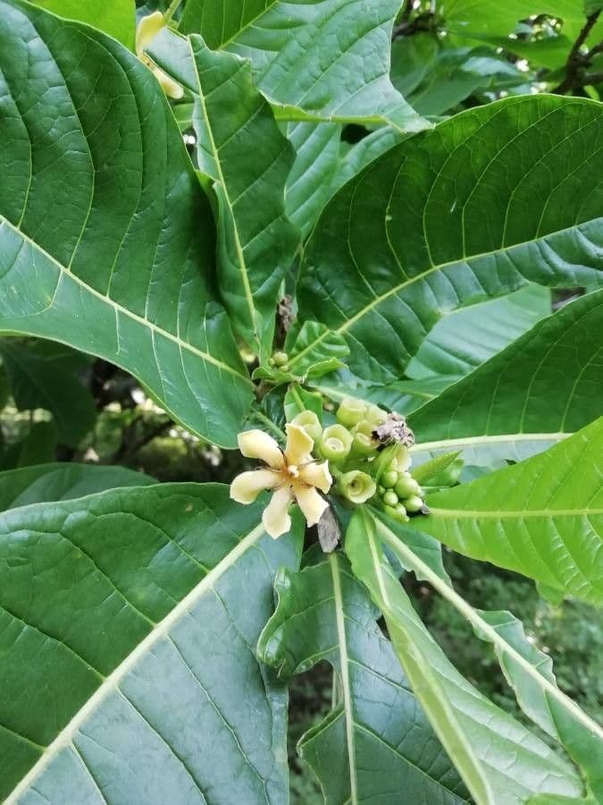 Genipapo-Baum 9