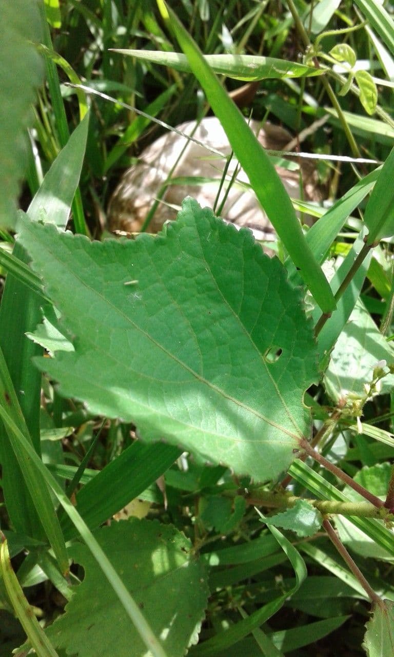 Triumfetta rhomboidea 20