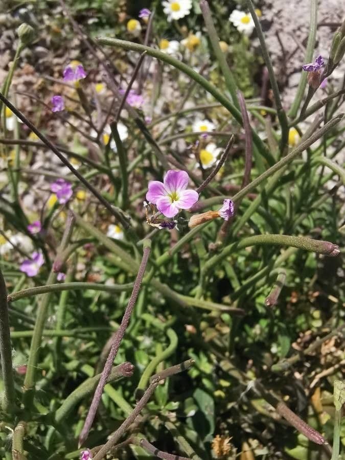 Malcolmia flexuosa 5