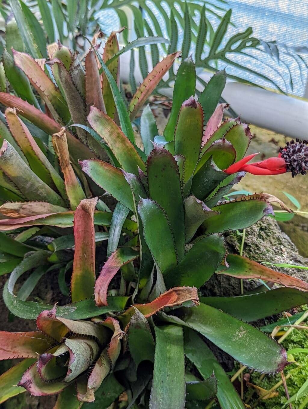 Aechmea 6