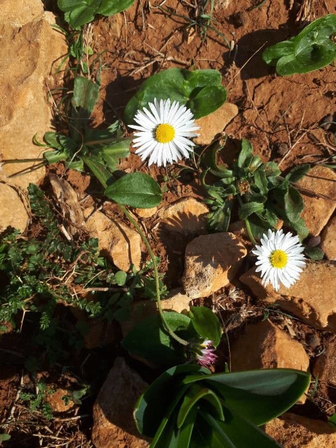 Margherita selvatica 7