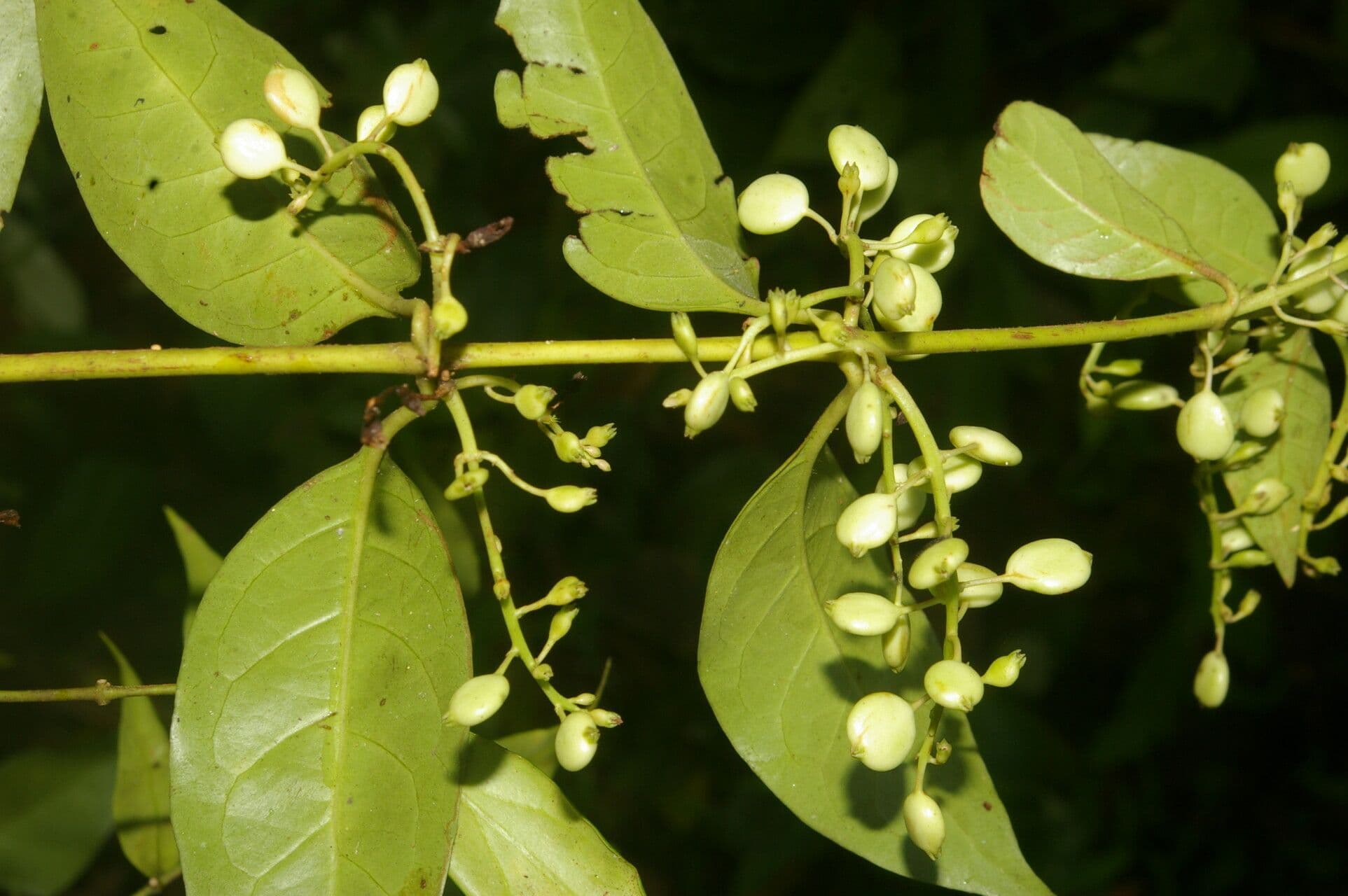Chiococca 3