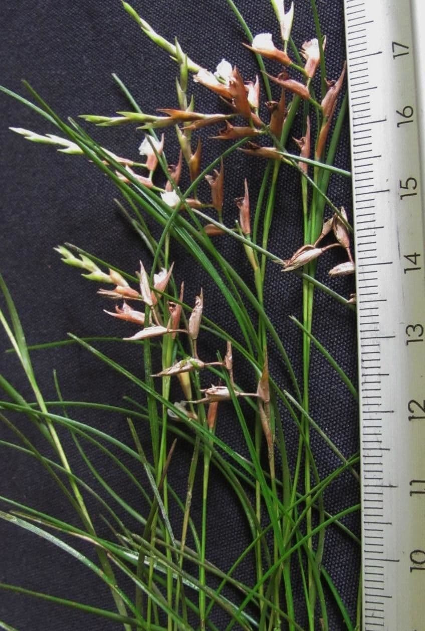 Elleanthus 3