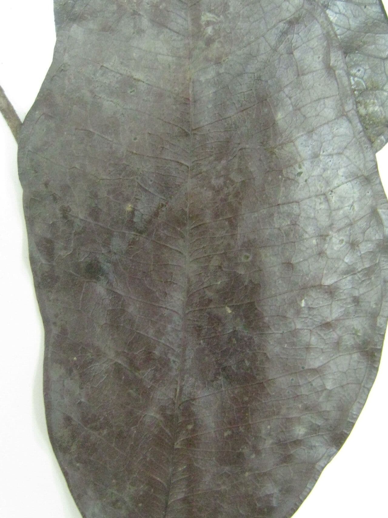 Myrcia 11