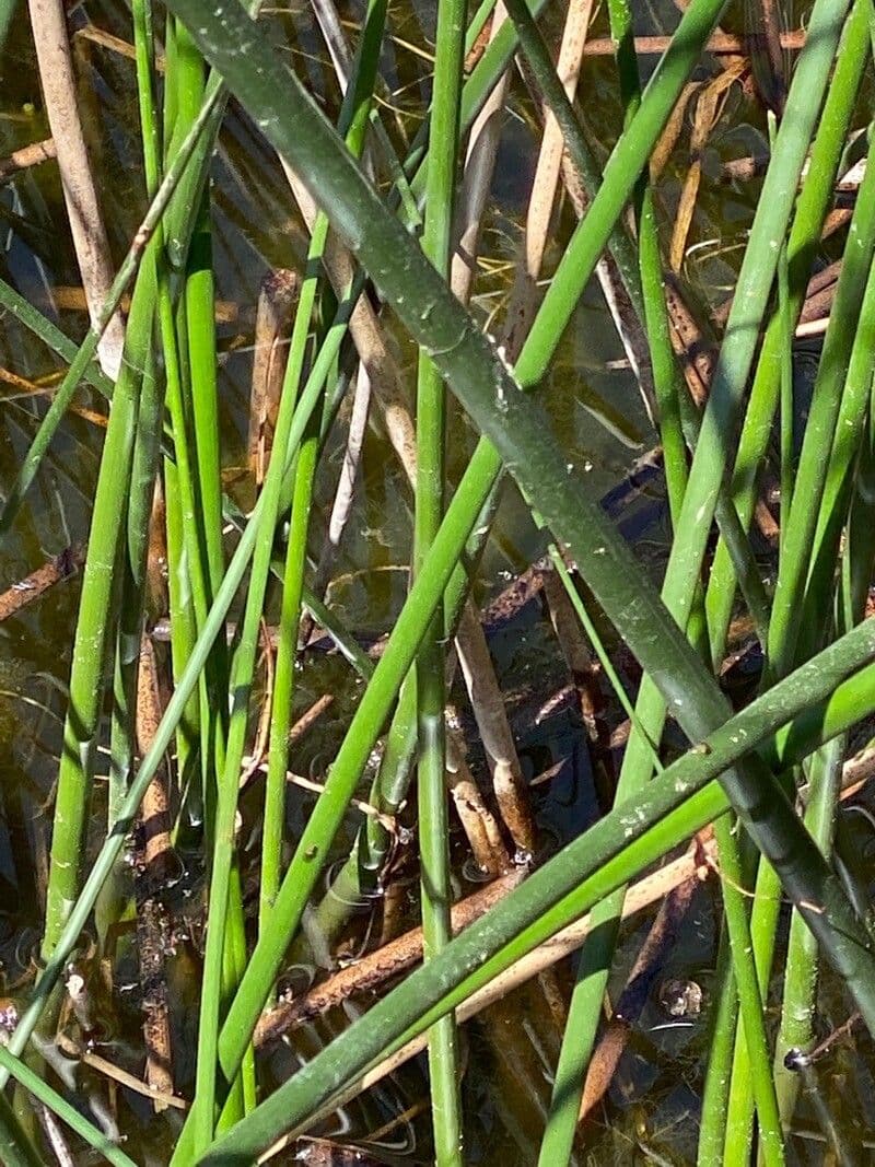 Gewöhnliche Teichbinse 25