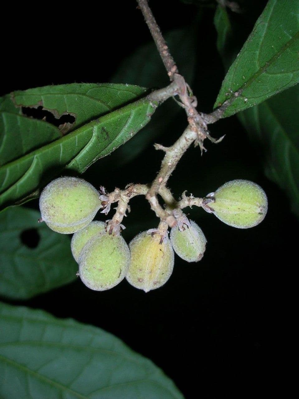 Dichapetalum 3