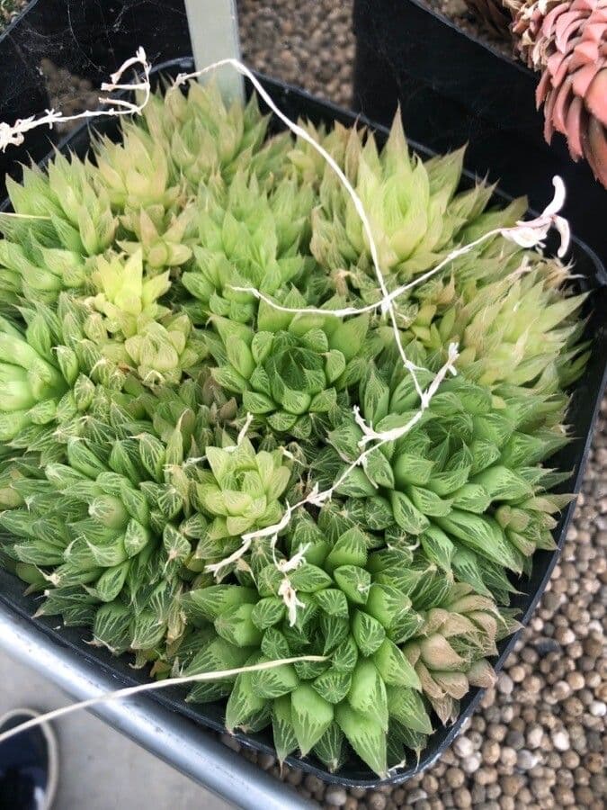 Haworthia di Emelyae 2