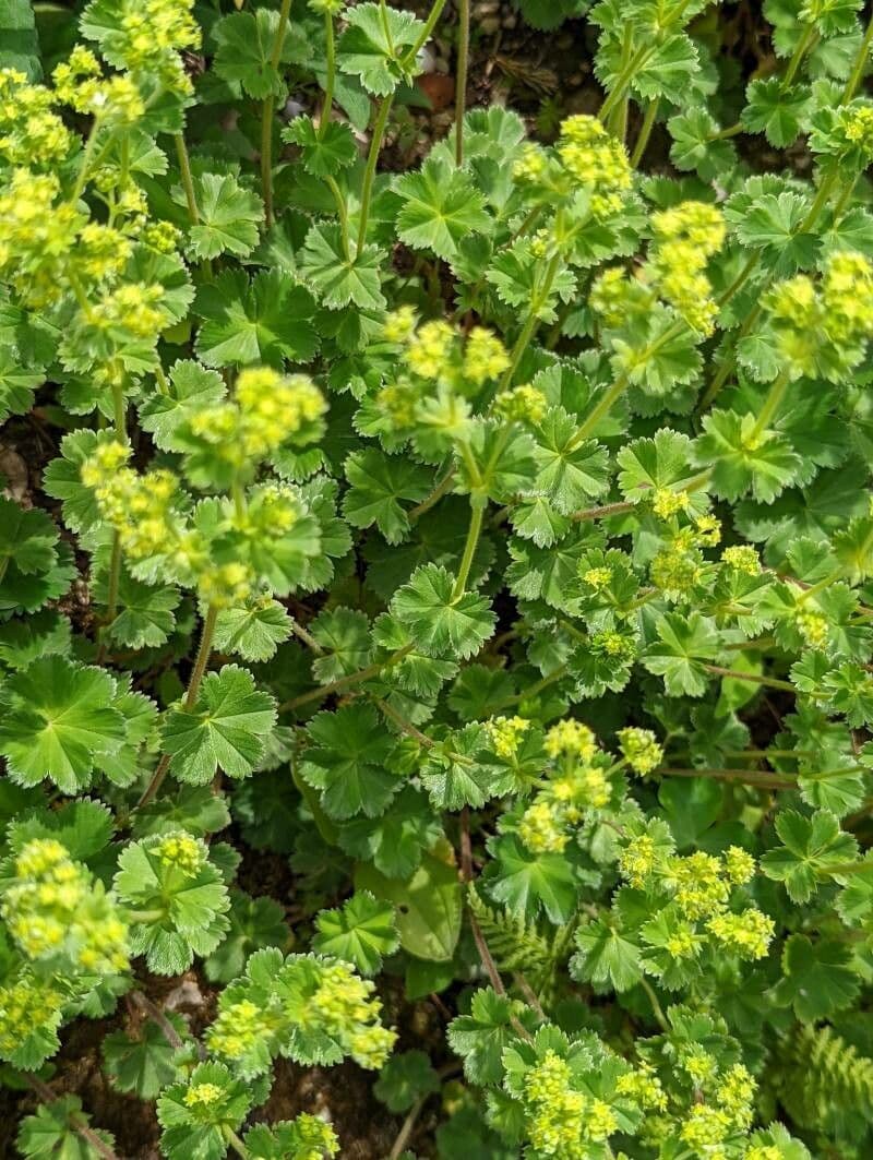 Alchemilla 4