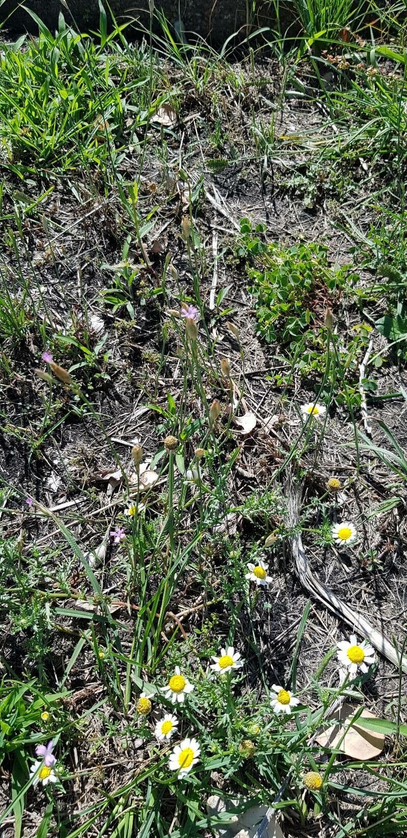 Clavel de monte 15