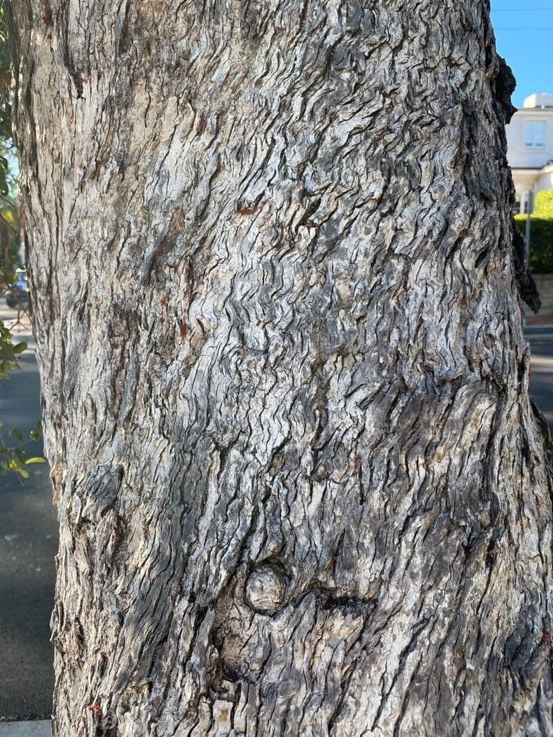 Syzygium 17