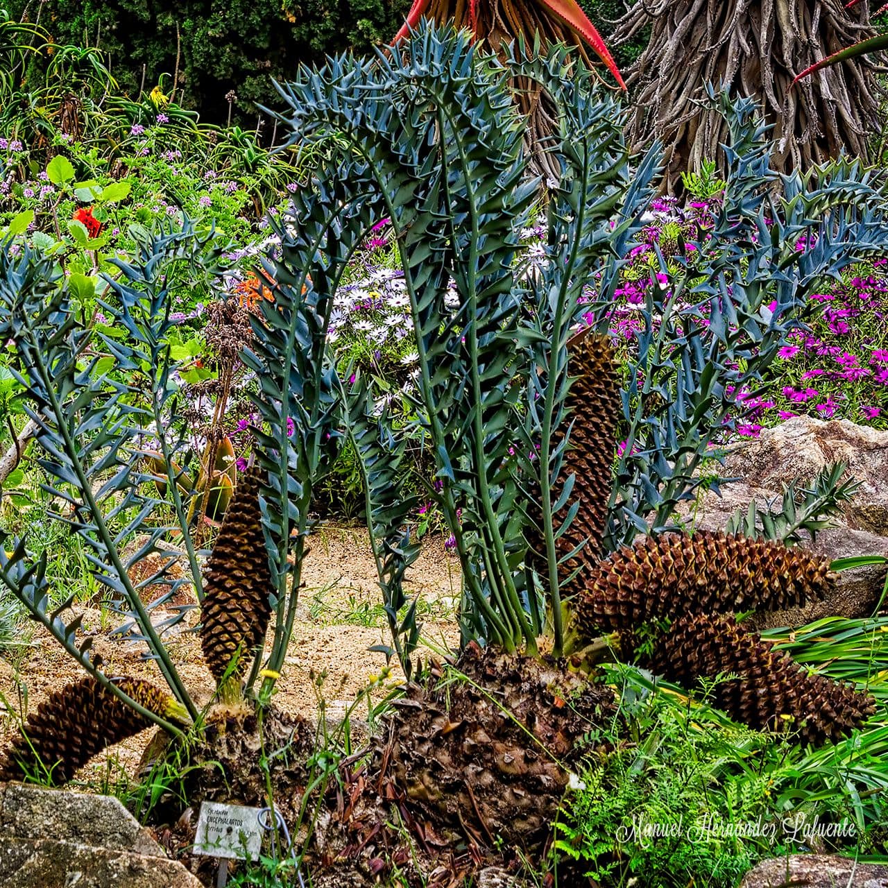 Encephalartos 18