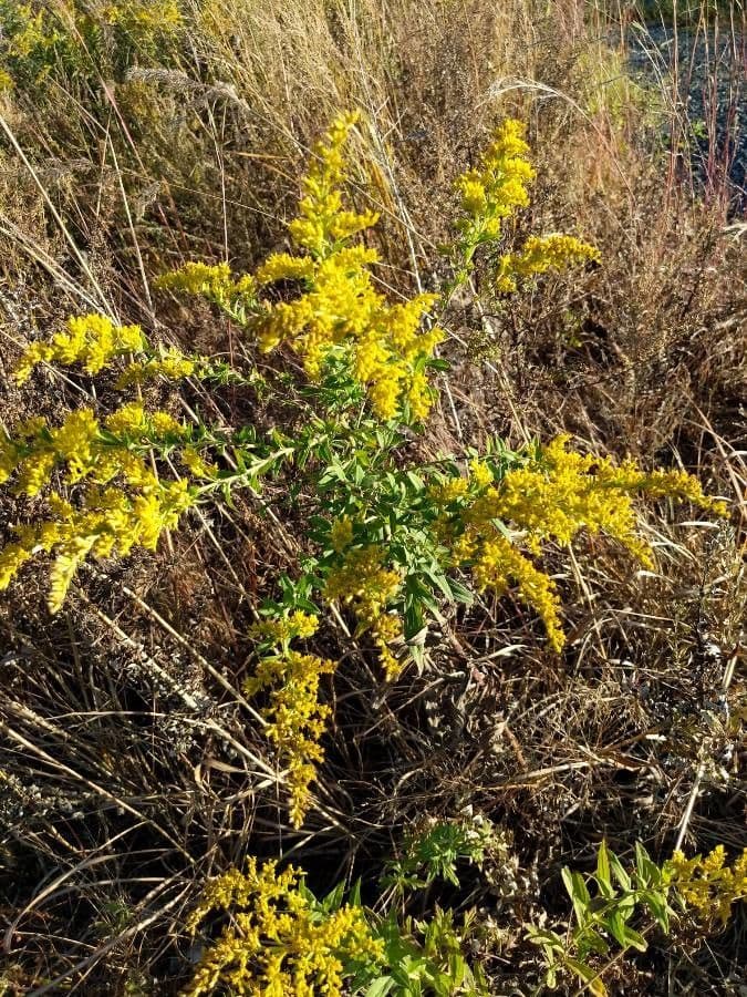 Solidago odorosa 6