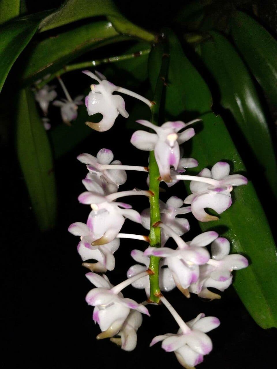 Aerides 2