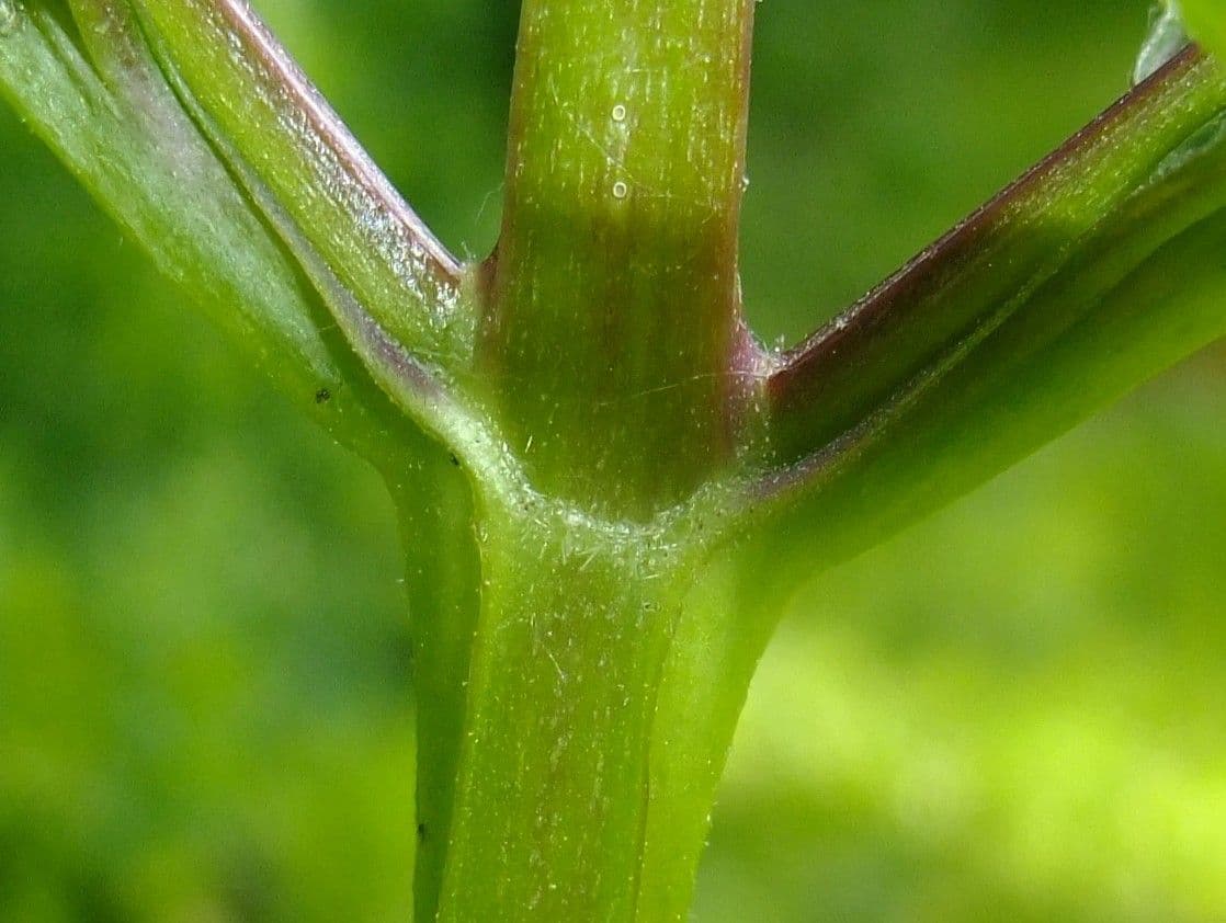 Escrofularia 24