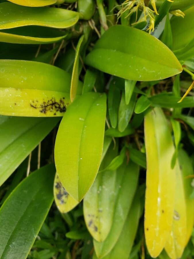 Orchidea ombrello pallida 17