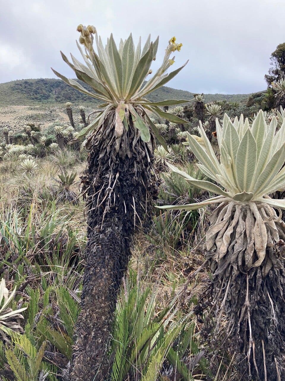 Espeletia 10