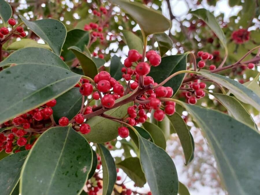 Ilex rotunda 4