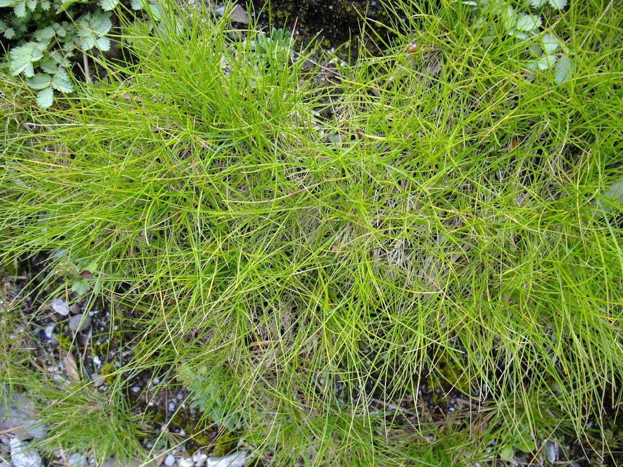 Festuca rossa 15