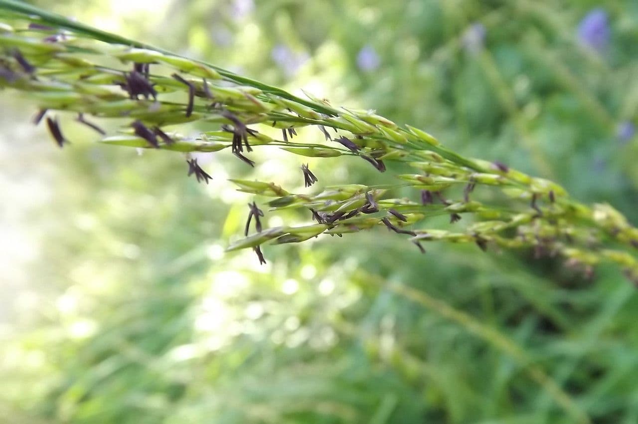 Molinia 6