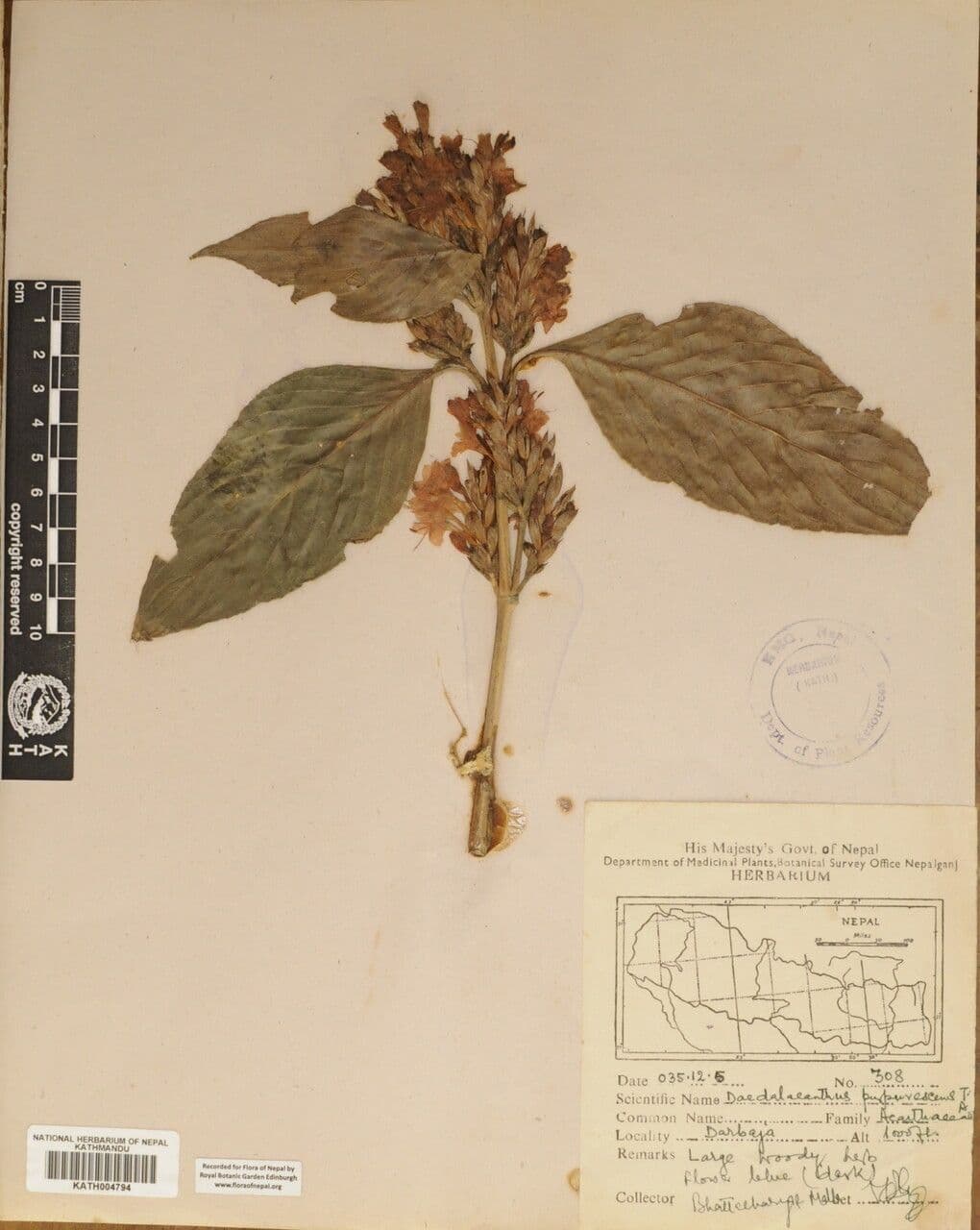 Eranthemum 18
