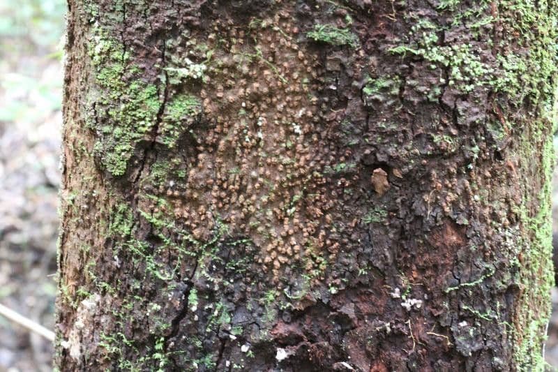 Couma guianensis 10