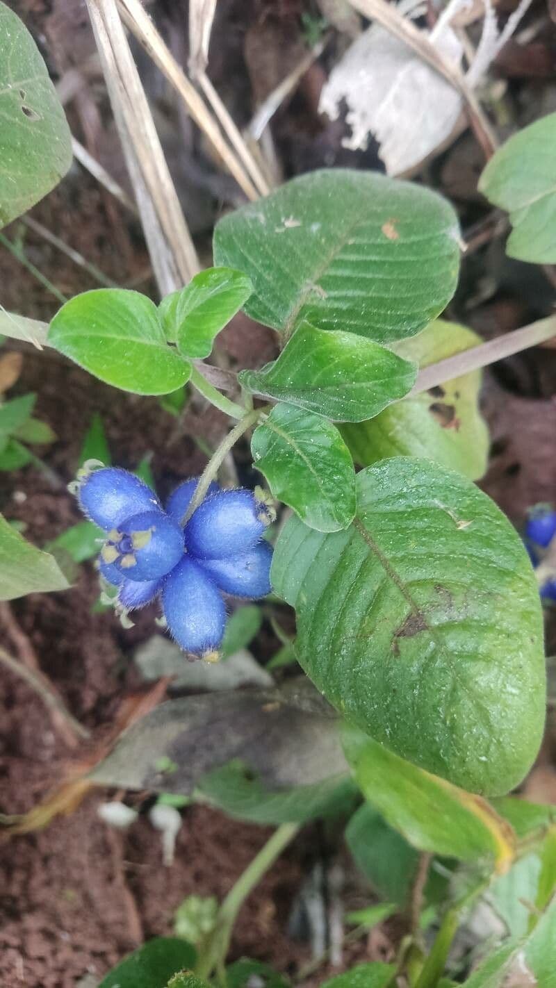 Coccocypselum irsuto 2