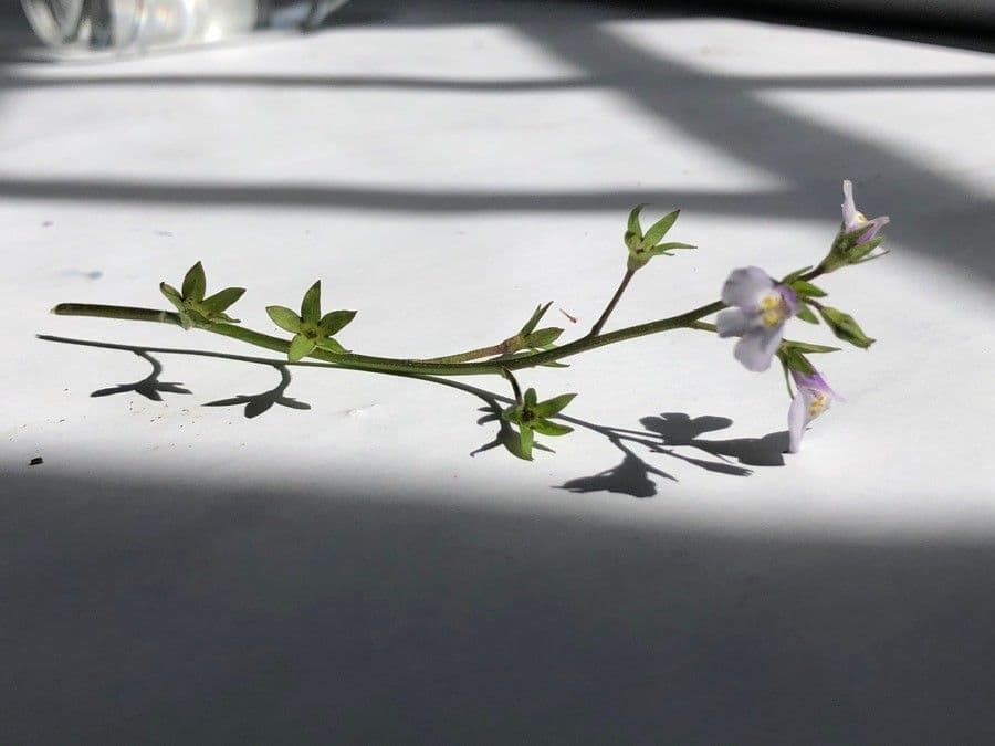 Mazus pumilus 14