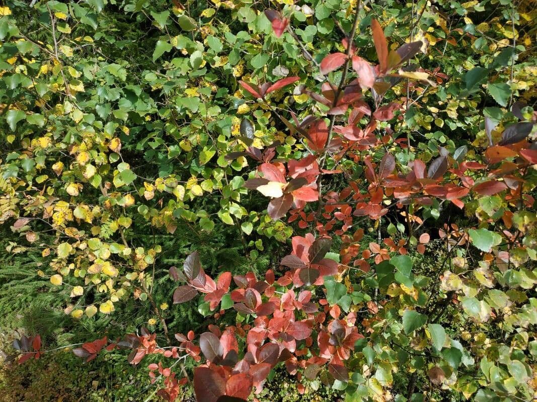 Aronia nera 11