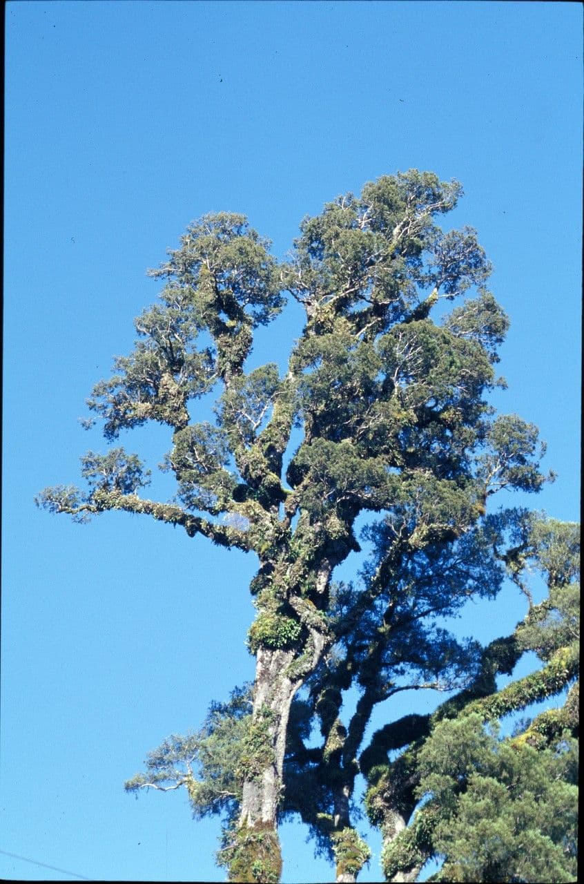 Dacrycarpus dacrydioides 3