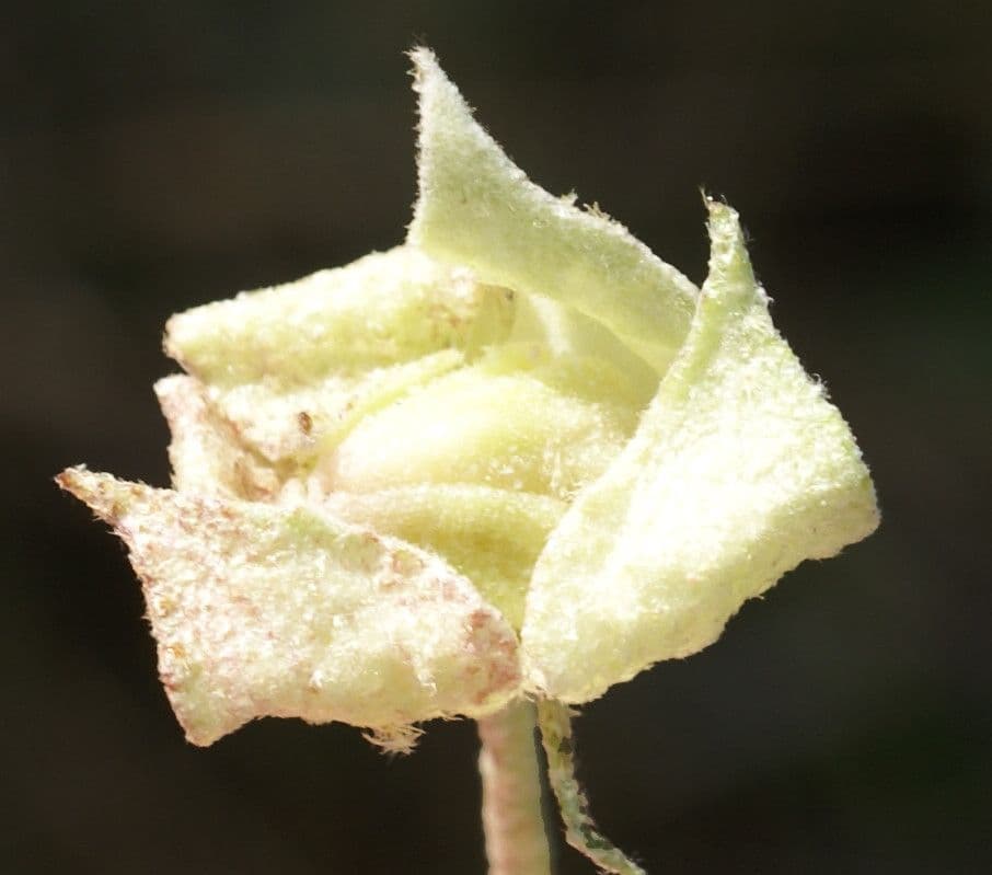 Malvella leprosa 2