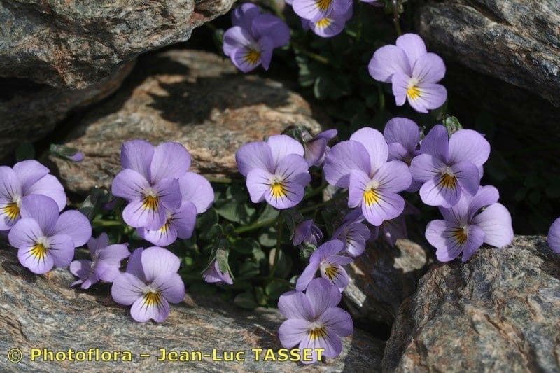 Viola 11