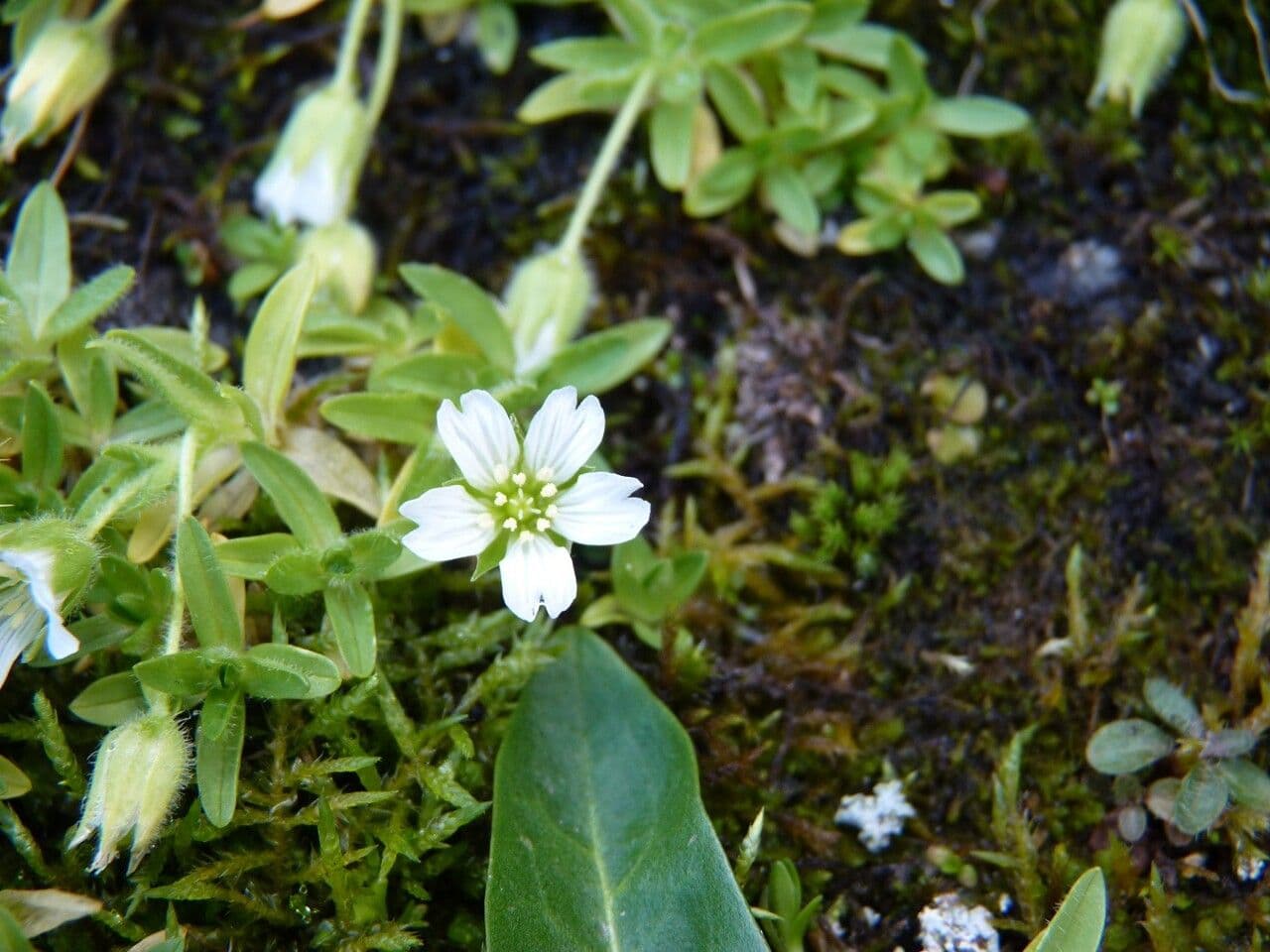 Cerastium 19