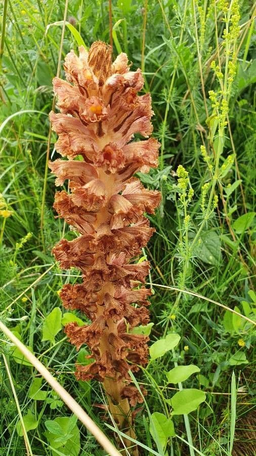 Orobanche maggiore 5